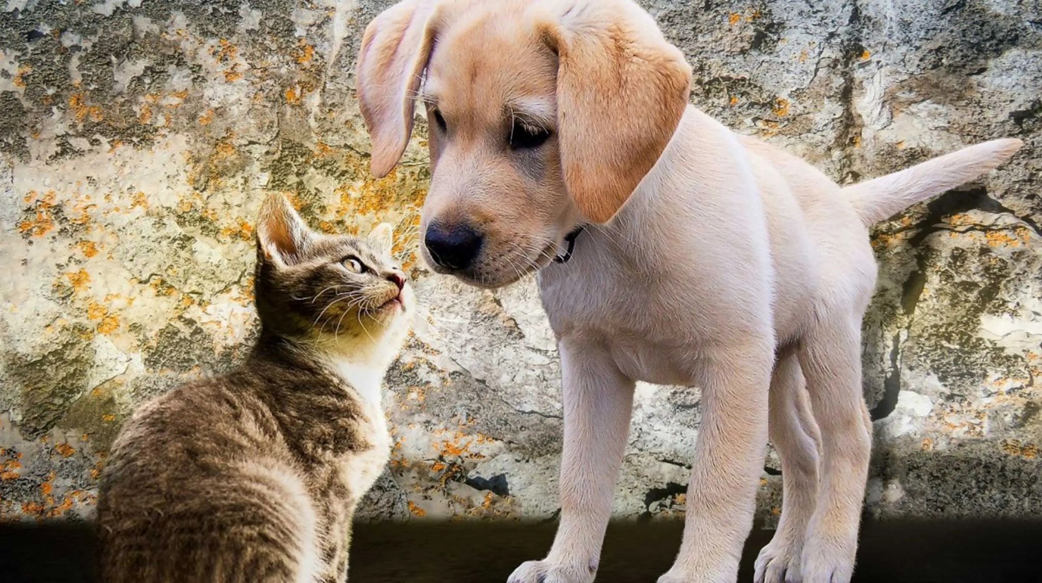 ¿Cómo cuidar a tus mascotas los días de mucho calor?