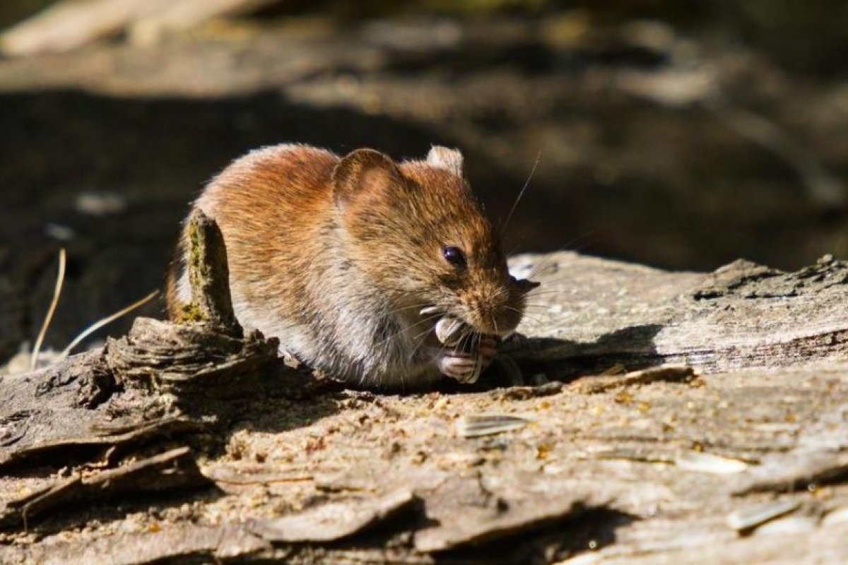 Primera muerte por hantavirus en Mar del Plata.