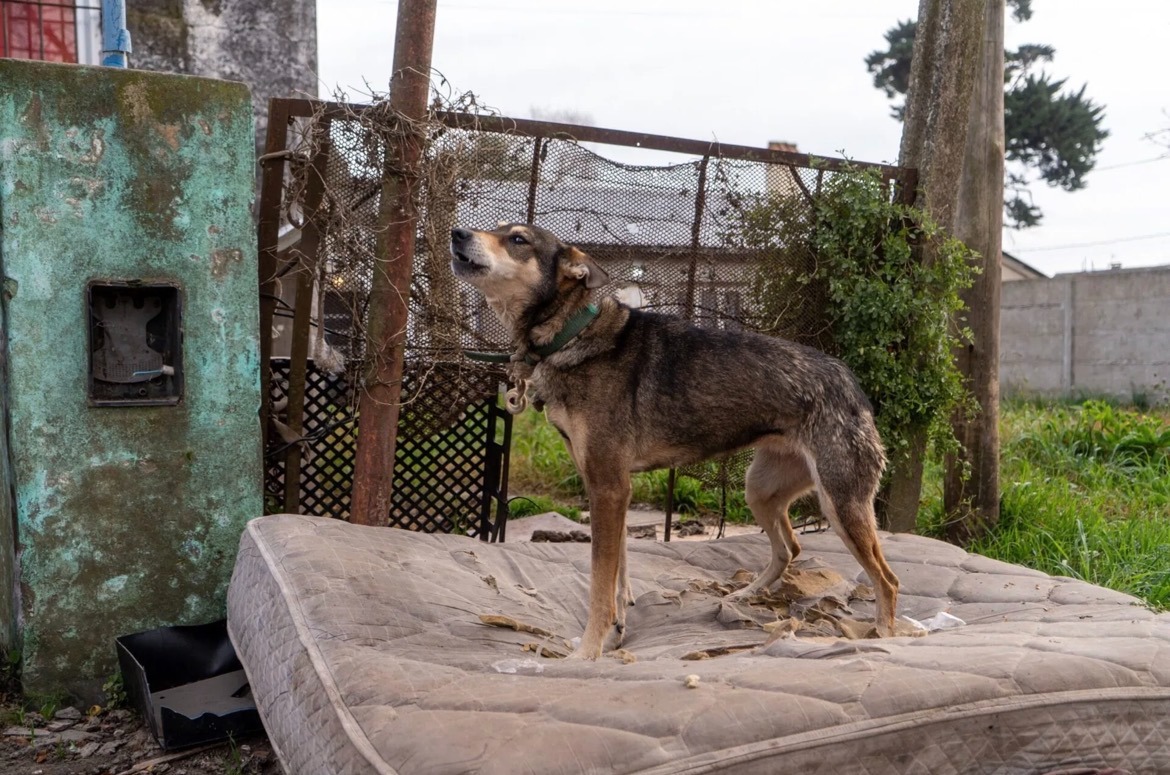Presentan una iniciativa para crear un centro de tránsito para animales rescatados en Mar del Plata.