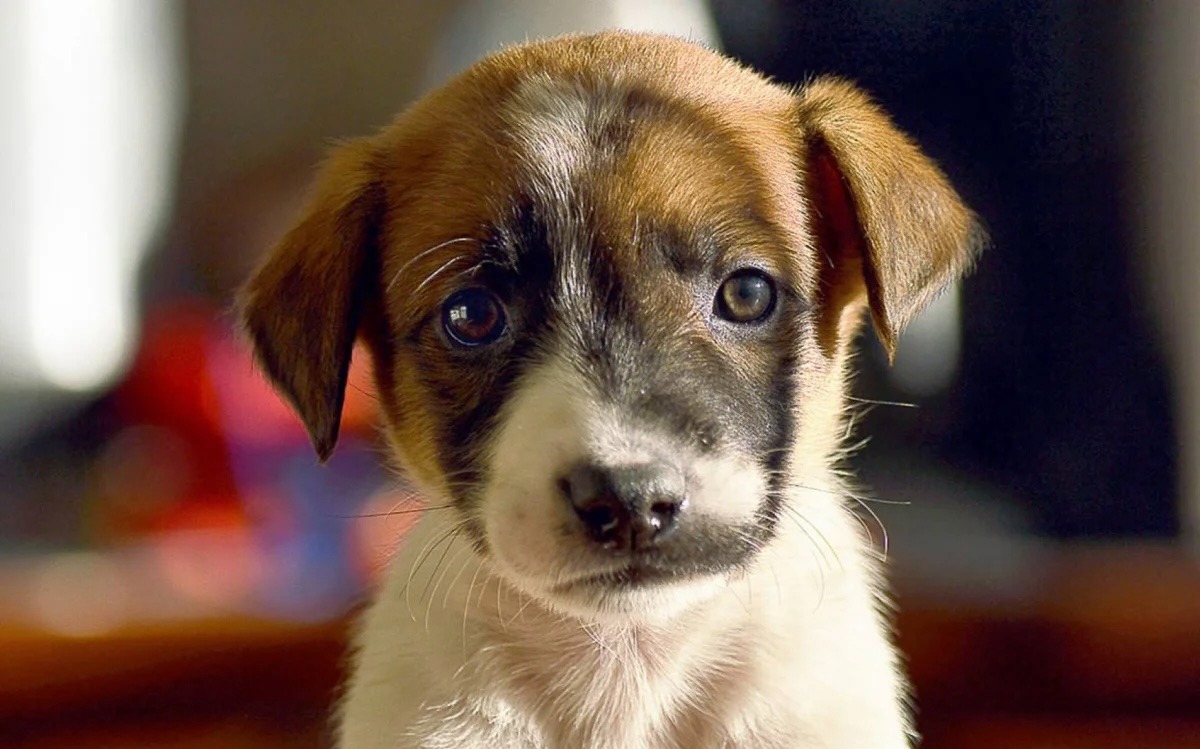 Crean una plataforma para impulsar la adopción responsable y cuidar la salud de las mascotas.