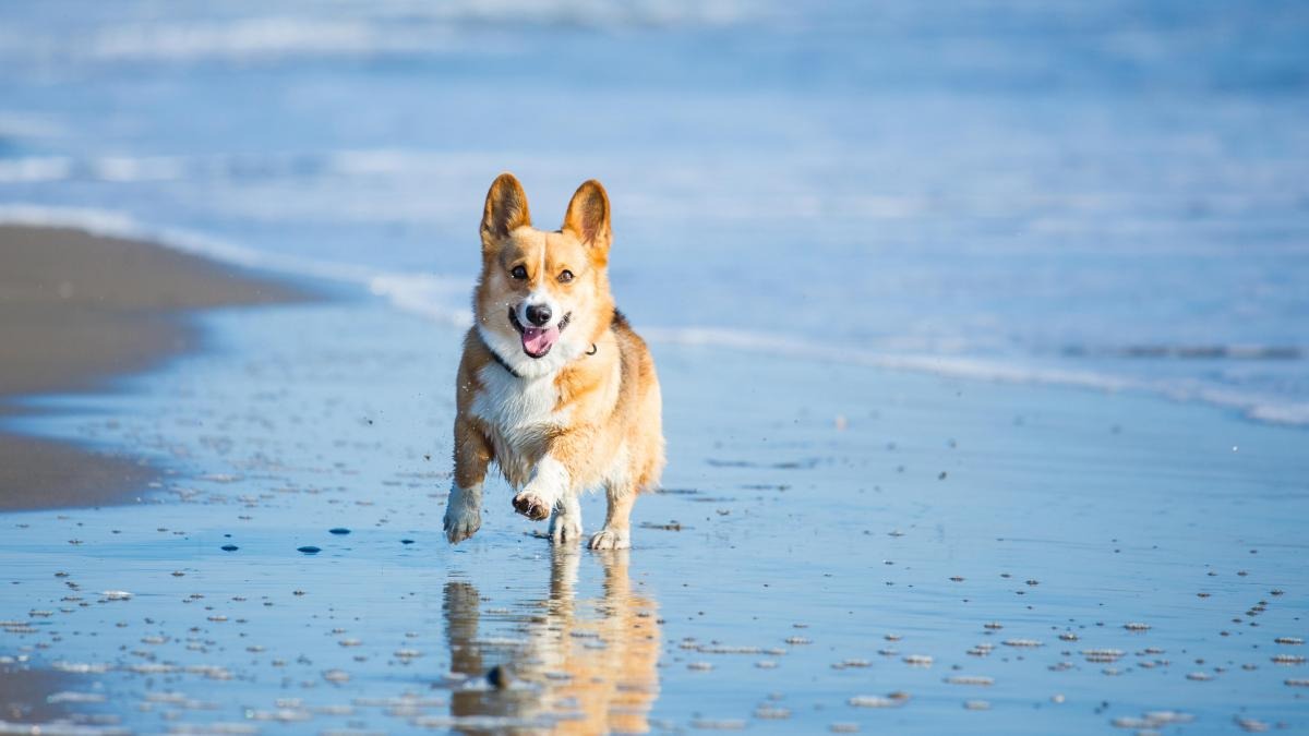 Vacaciones con mascotas: cuáles son las playas argentinas donde podés disfrutar con tu perro.